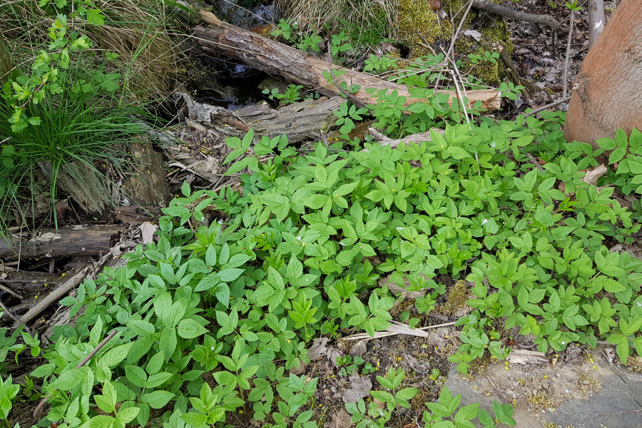 Roślina podagrycznik pospolity w naturalnej leśnej scenerii