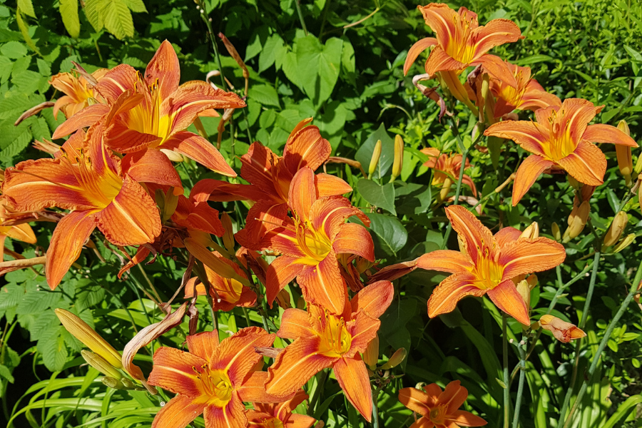 Kwiaty liliowca. Rozwinięte kwiaty w kolorze miedziano-pomarańczowym pośród zielonych liści