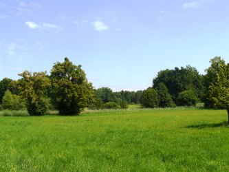 Widok w kierunku północno-wschodnim wzdłuż osi zamkniętej ścianą lasu, przeciętej pasem szuwarów zarastających strumień płynący w północnej części parku. Zachowane są pozostałości nasadzeń kulisowych. Fot. Martyna Walker 2015.