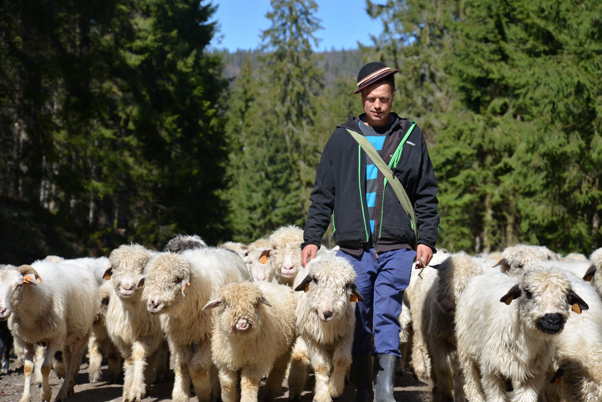 Na zdjęciu Baca ze stadem owiec. Zdjęcie przedstawia Redyk na Żywiecczyźnie. Foto: Aleksander Lysko